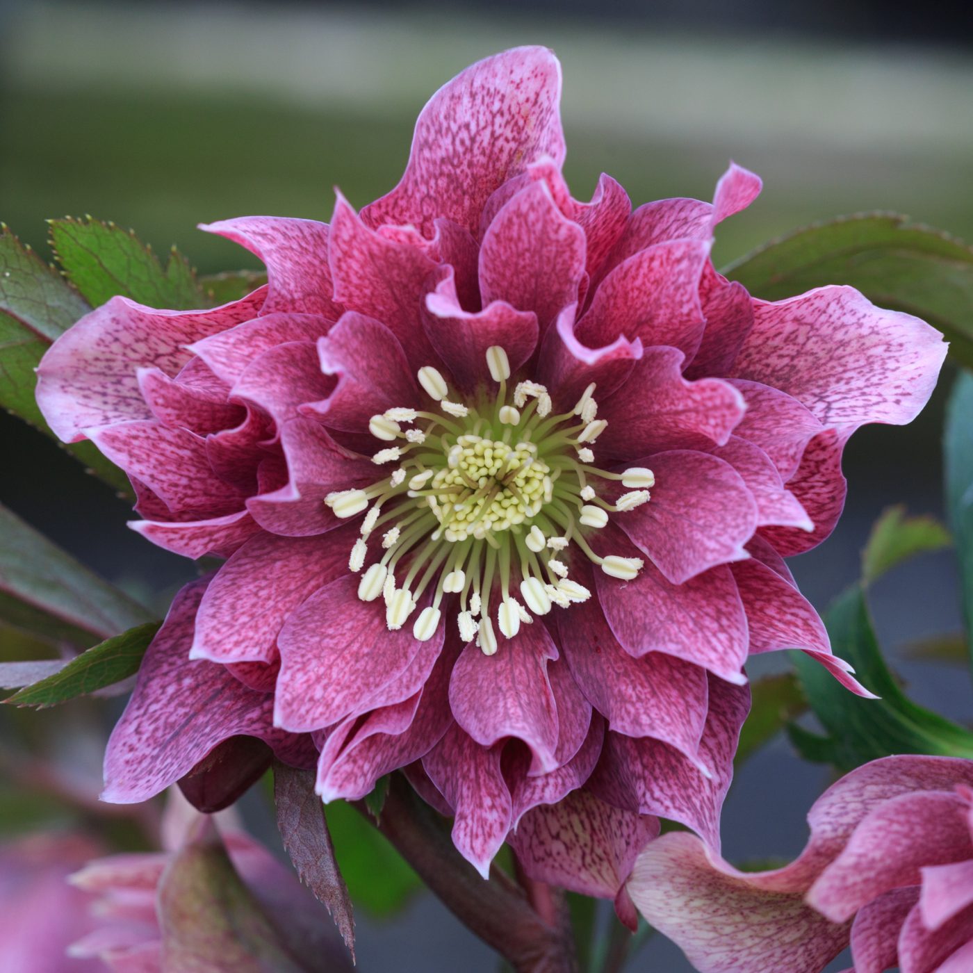 Photo: Gartenreise im Winter nach Belgien: Helleborus