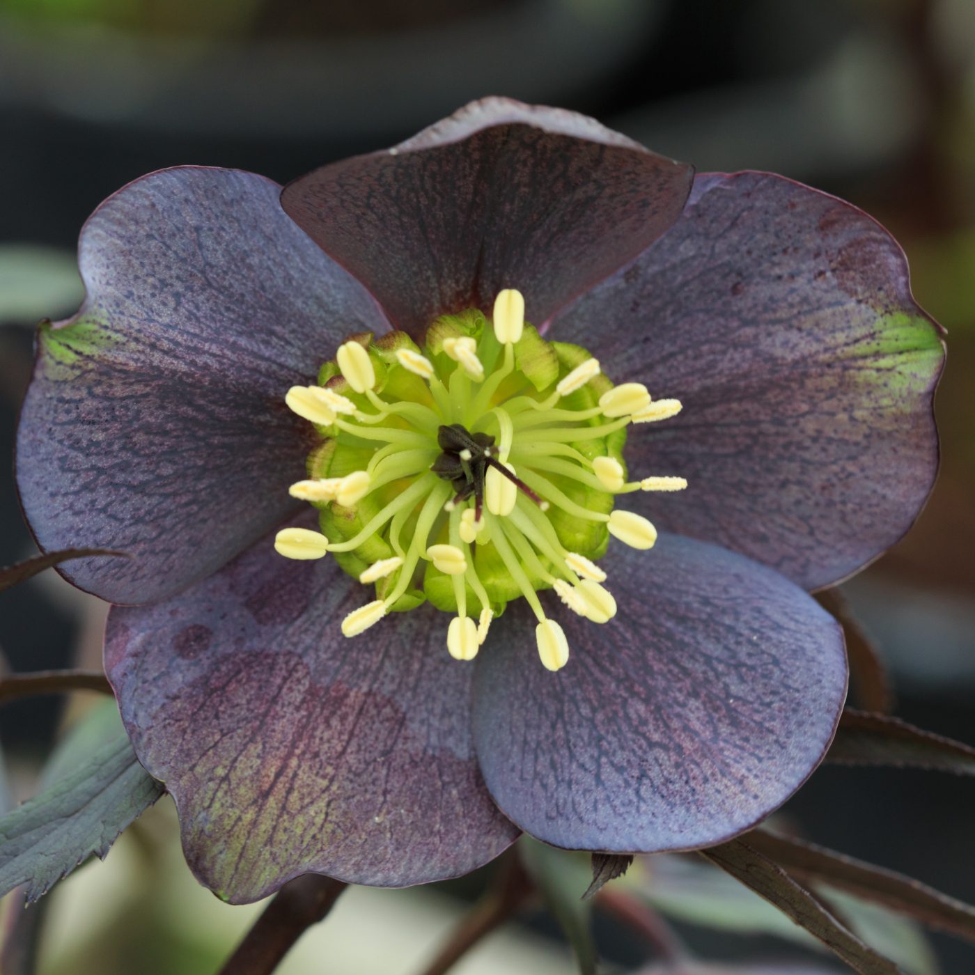 Photo: Gartenreise im Winter nach Belgien: Helleborus