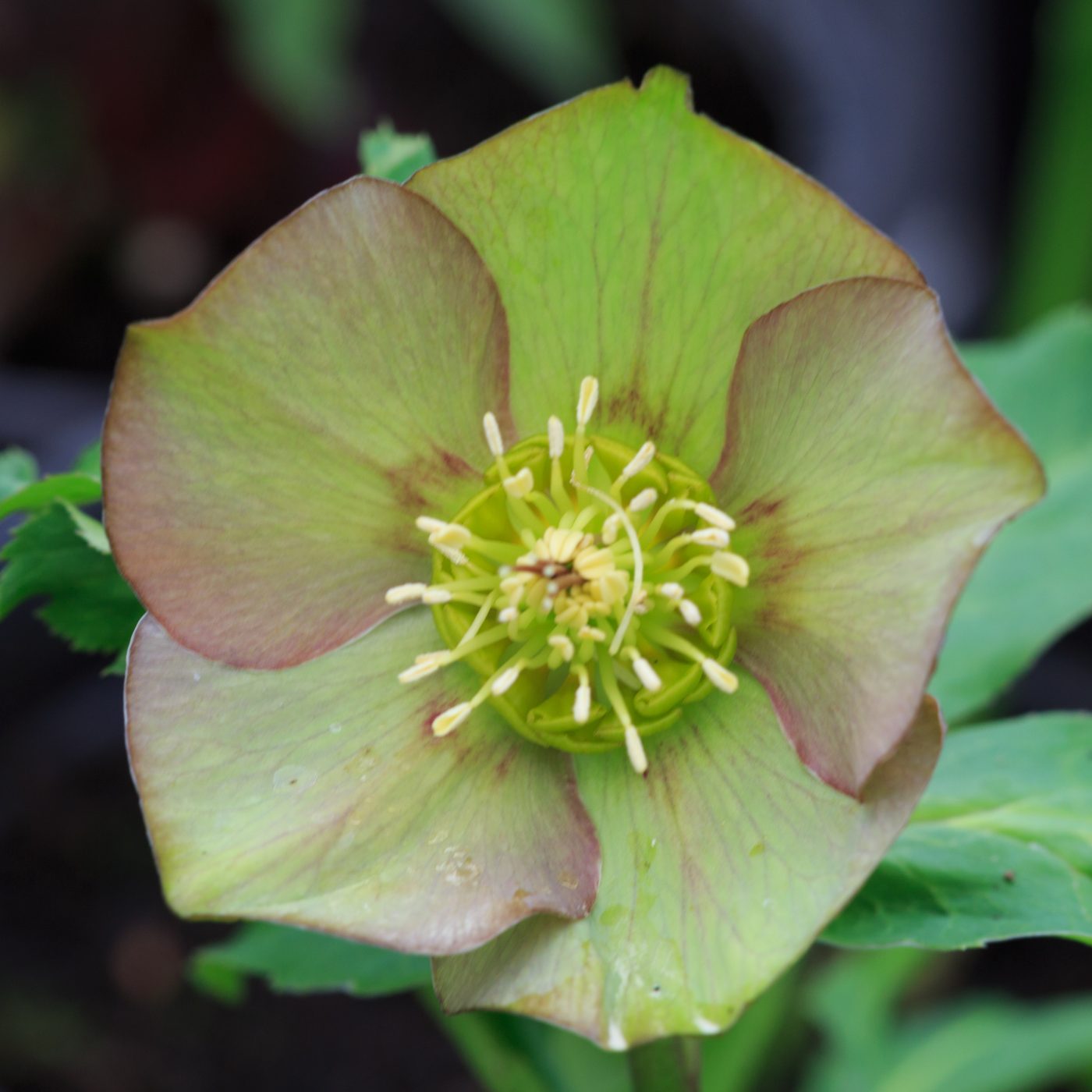 Photo: Gartenreise im Winter nach Belgien: Helleborus