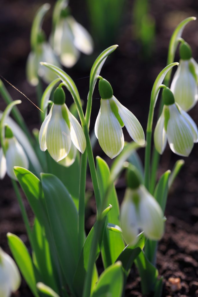 Photo: Gartenreise im Winter nach Belgien: Galanthus