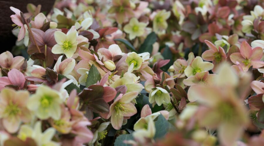 Helleborus hybride, Christrose