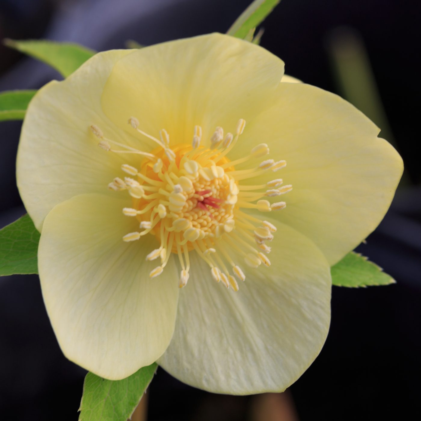 Photo: Gartenreise im Winter nach Belgien: Helleborus