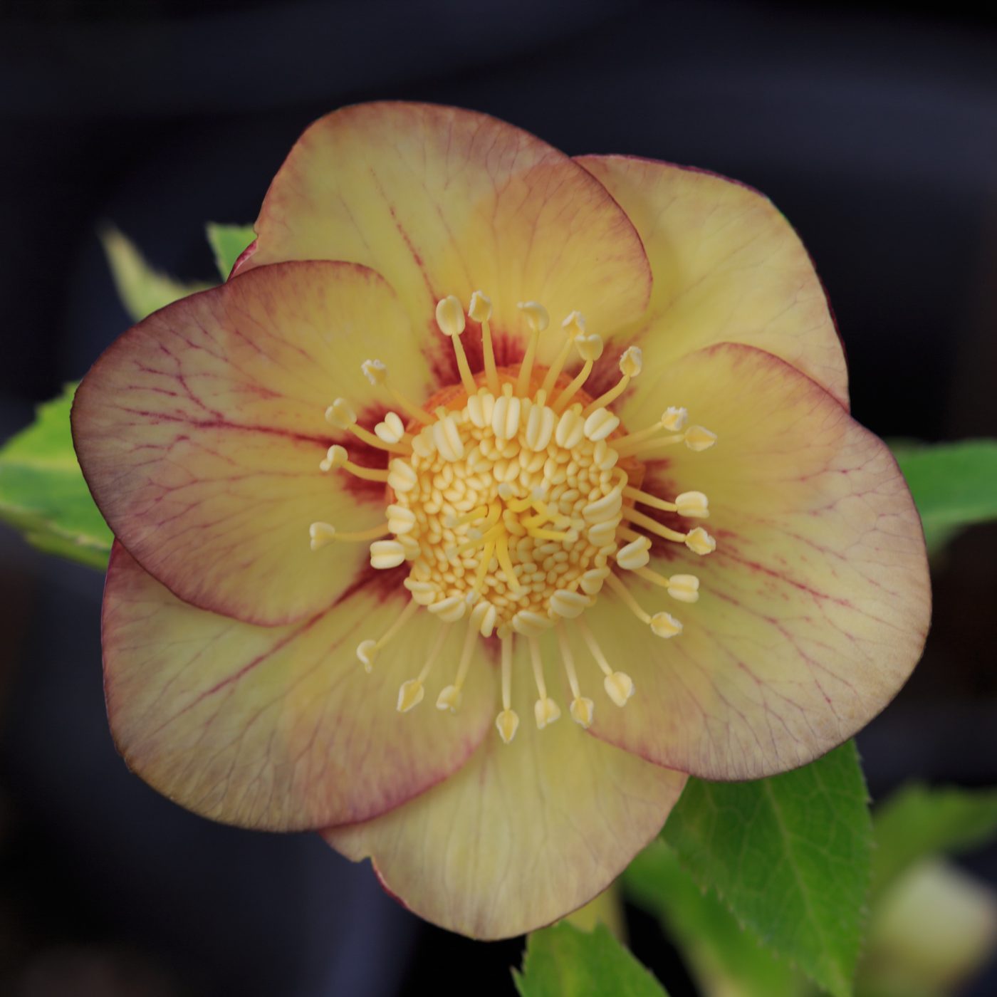 Photo: Gartenreise im Winter nach Belgien: Helleborus