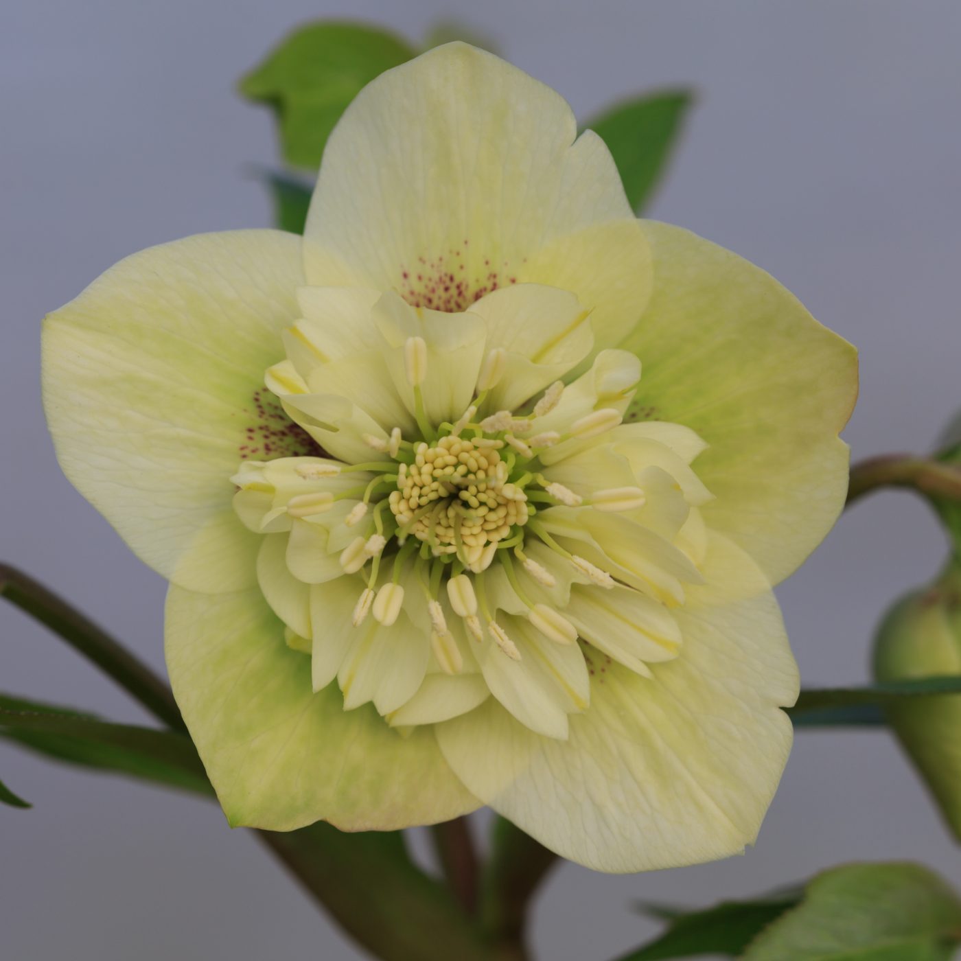 Photo: Gartenreise im Winter nach Belgien: Helleborus