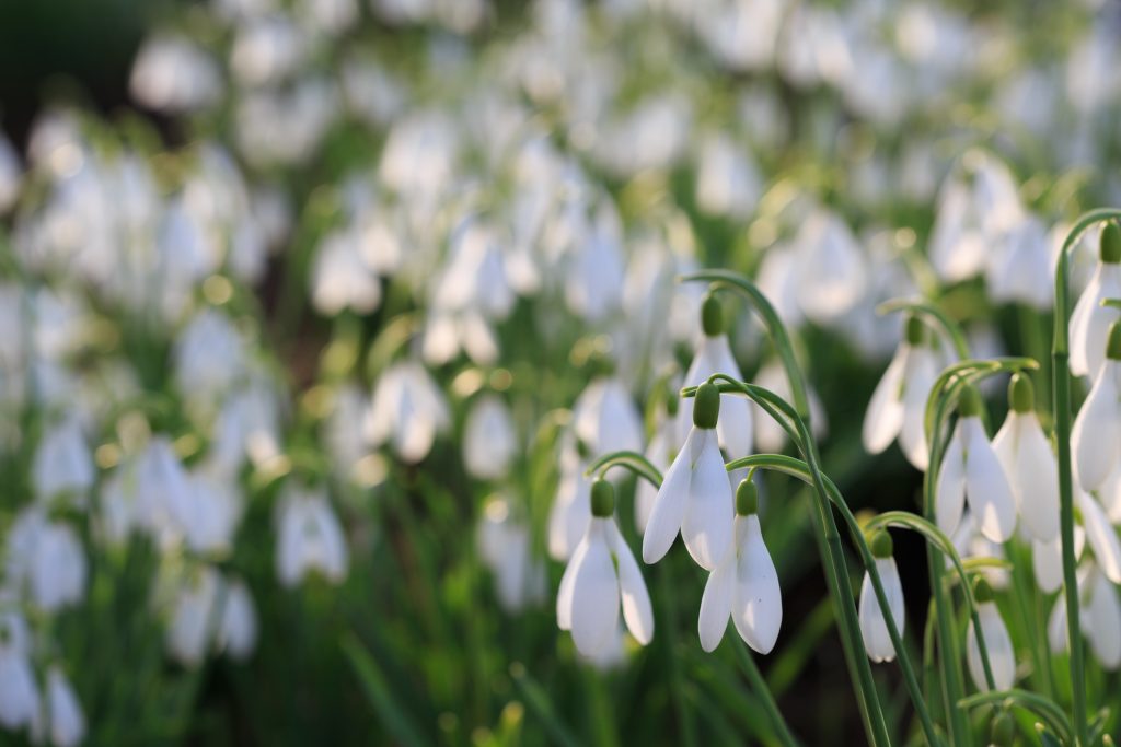 Photo: Gartenreise im Winter nach Belgien: Galanthus