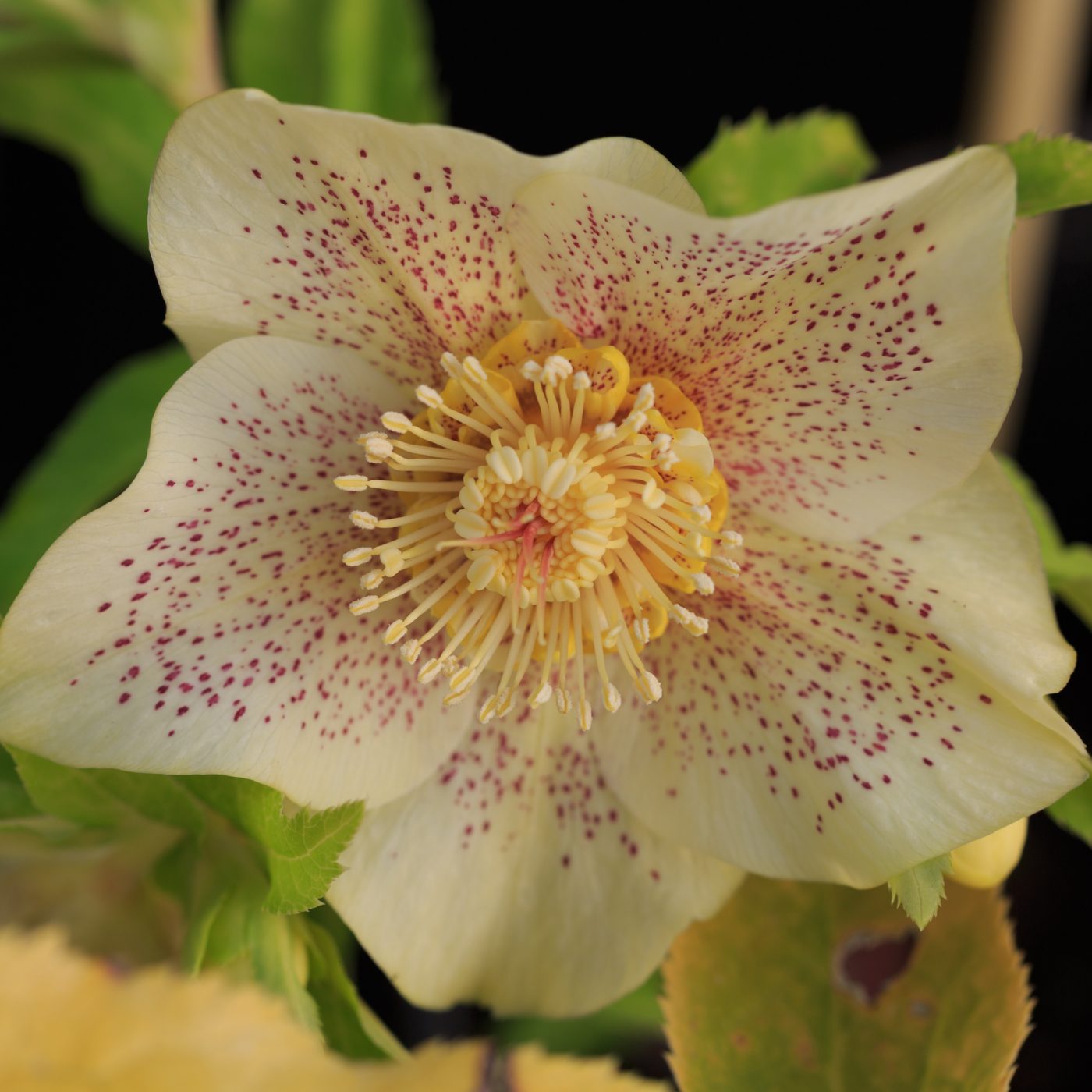 Photo: Gartenreise im Winter nach Belgien: Helleborus