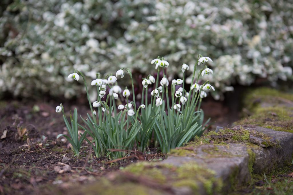 Photo: Gartenreise im Winter nach Belgien: Galanthus