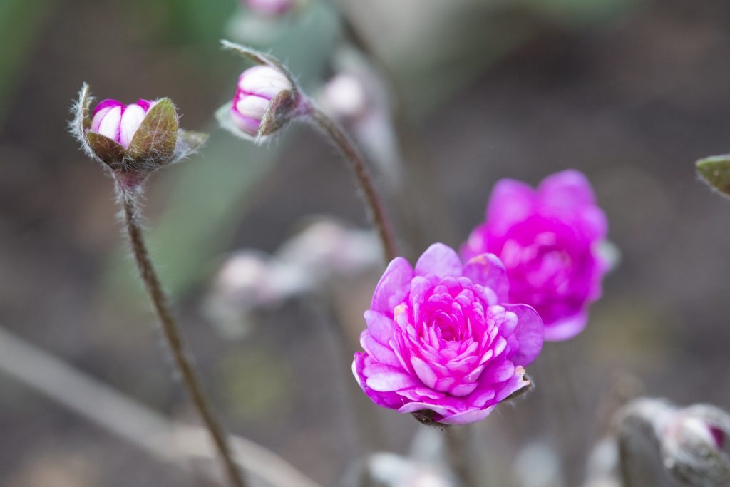 Photo: Gartenreise im Winter nach Belgien: Galanthus