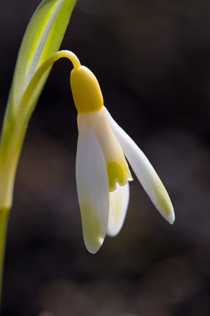Photo: Gartenreise im Winter nach Belgien: Galanthus
