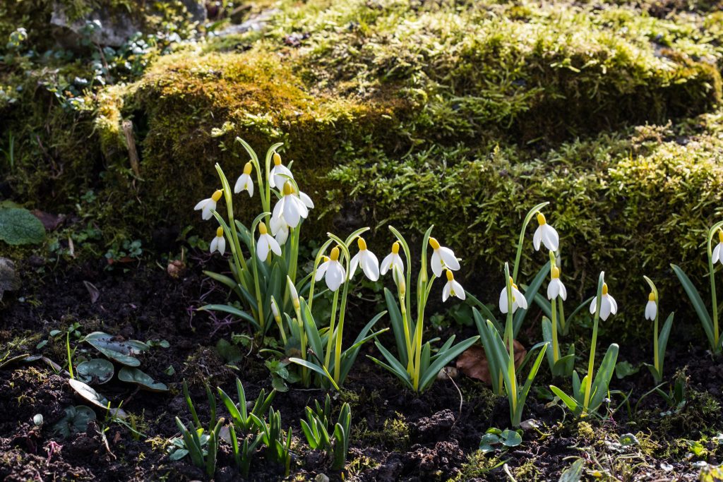 Photo: Gartenreise im Winter nach Belgien: Galanthus