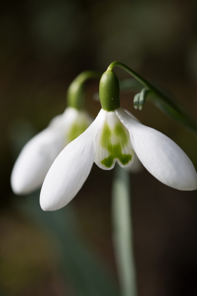 Photo: Gartenreise im Winter nach Belgien: Galanthus