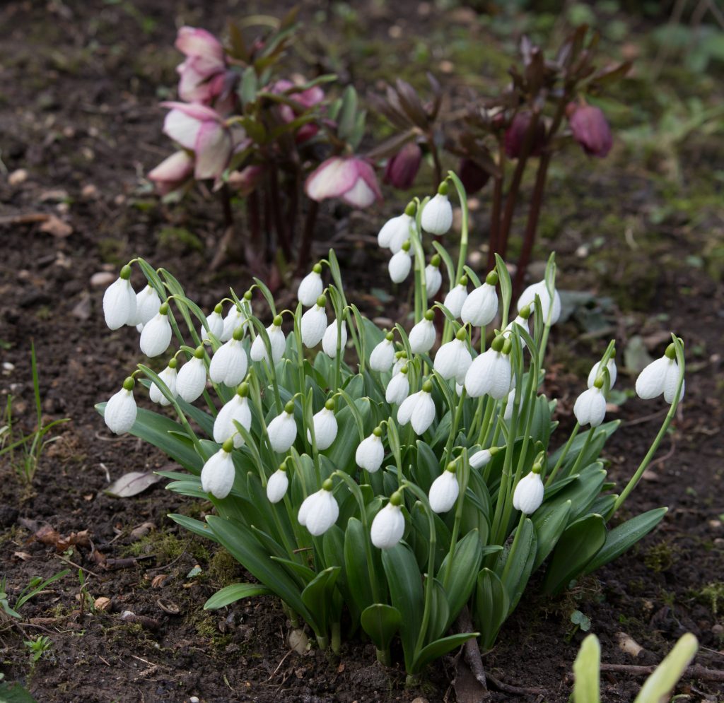 Photo: Gartenreise im Winter nach Belgien: Galanthus