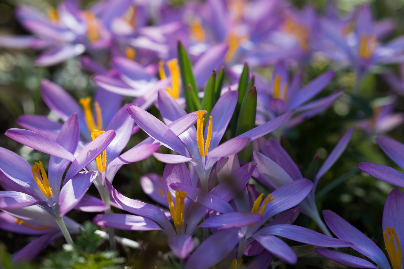 Crocus tommasinianus roseus