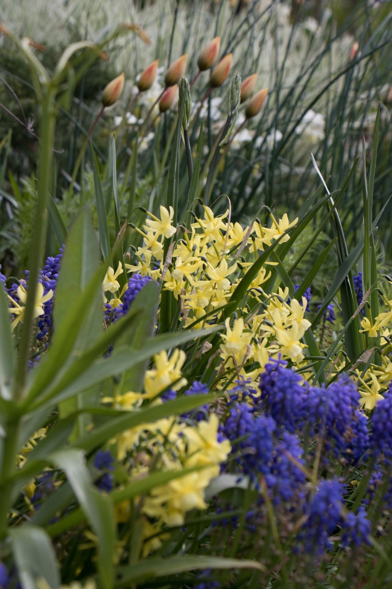 Photo: Zwiebeln im Garten: Tulpen und Narzissen