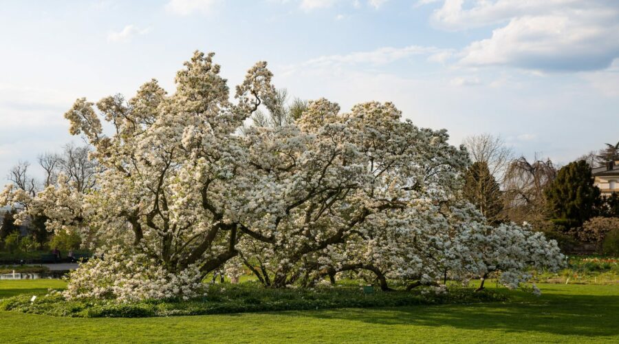 Hermannshof Weinheim - Magnolia x soulangeana "Lennei Alba"