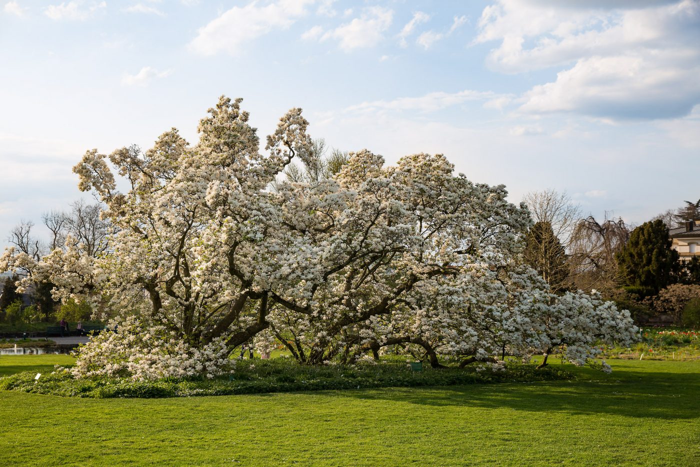 Hermannshof Weinheim - Magnolia x soulangeana "Lennei Alba"