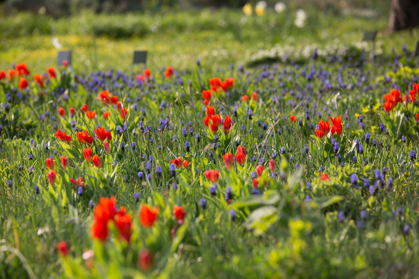 Bild: Hermannshof in April: Daffodils Photo: Hermannshof in April: Daffodils