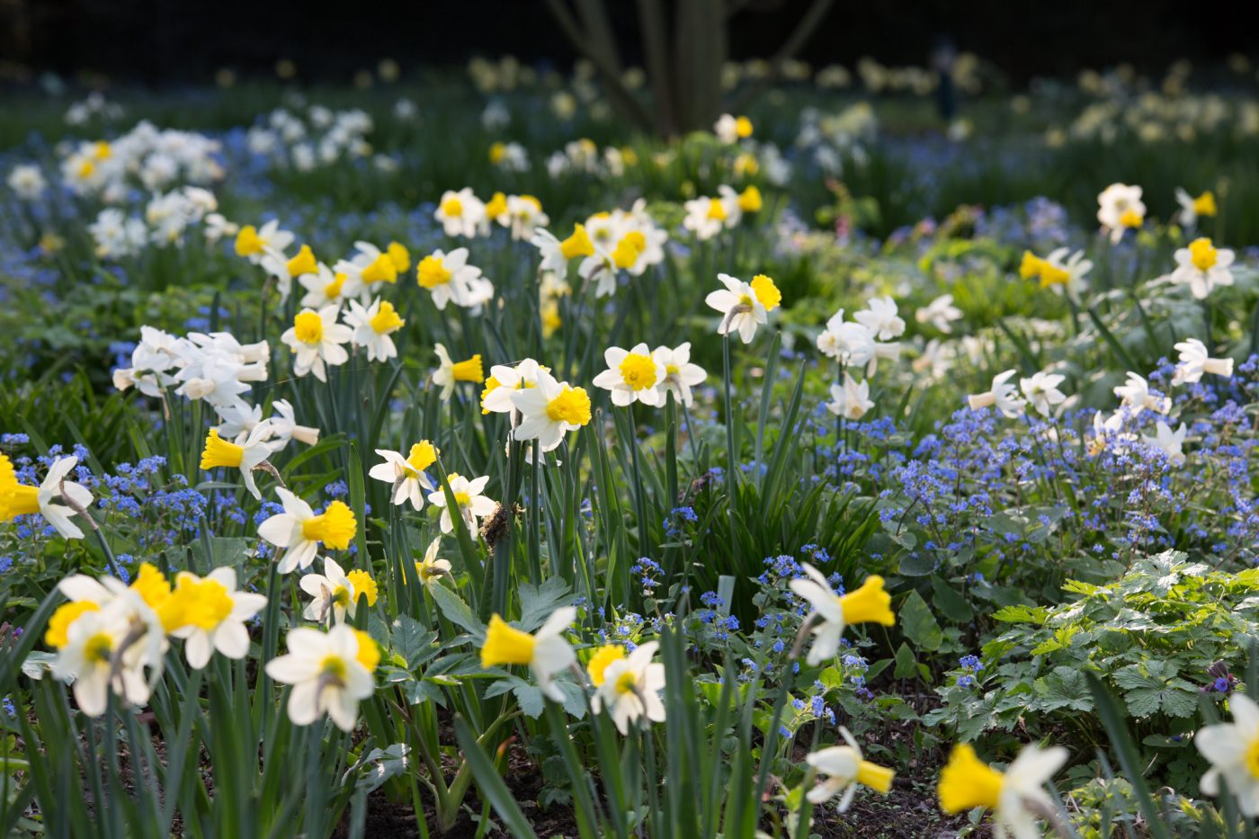 Photo: Hermannshof in April: Daffodils