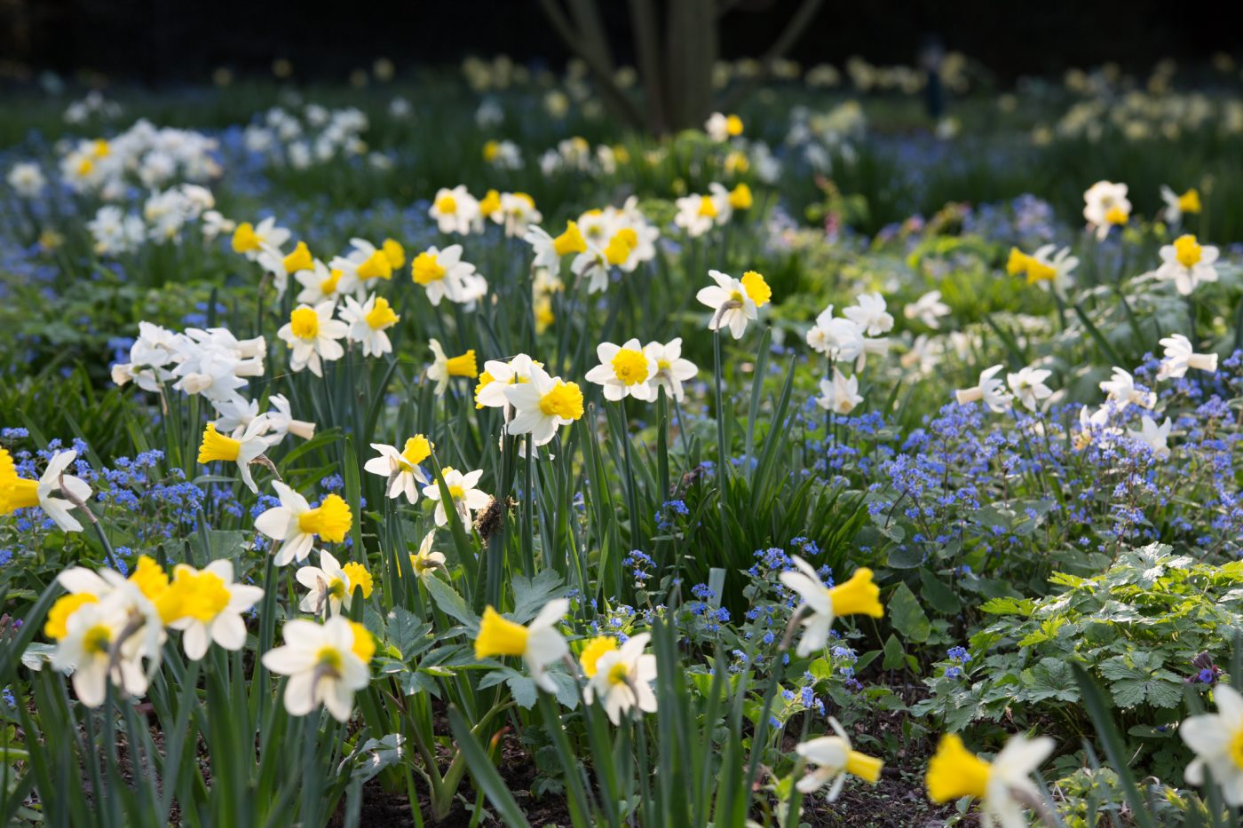 Bild: Hermannshof in April: Daffodils Photo: Hermannshof in April: Daffodils