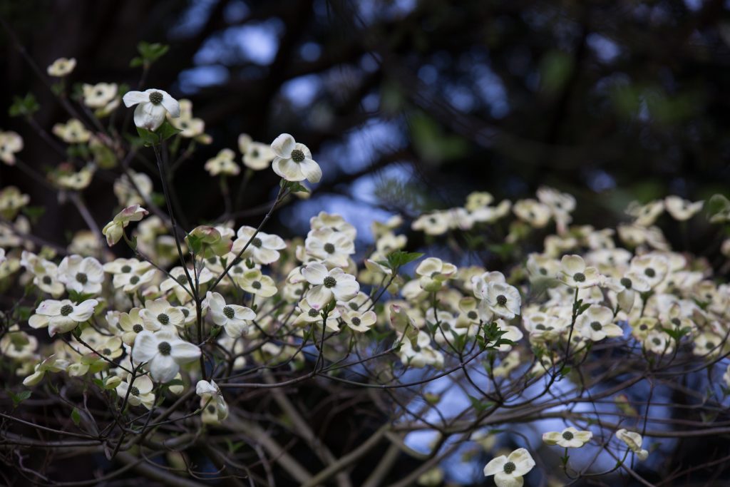 Photo: Der Hermannshof - das Gartenparadies