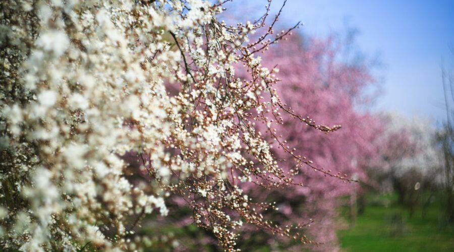 Prunus blireana weiß, Hohenheim