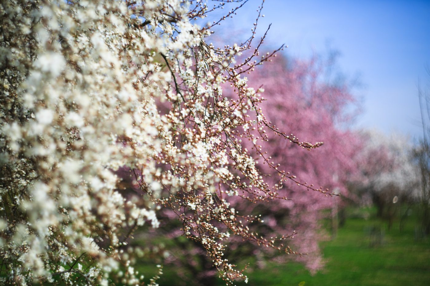 Photo: Images tagged &quot;garten&quot;
