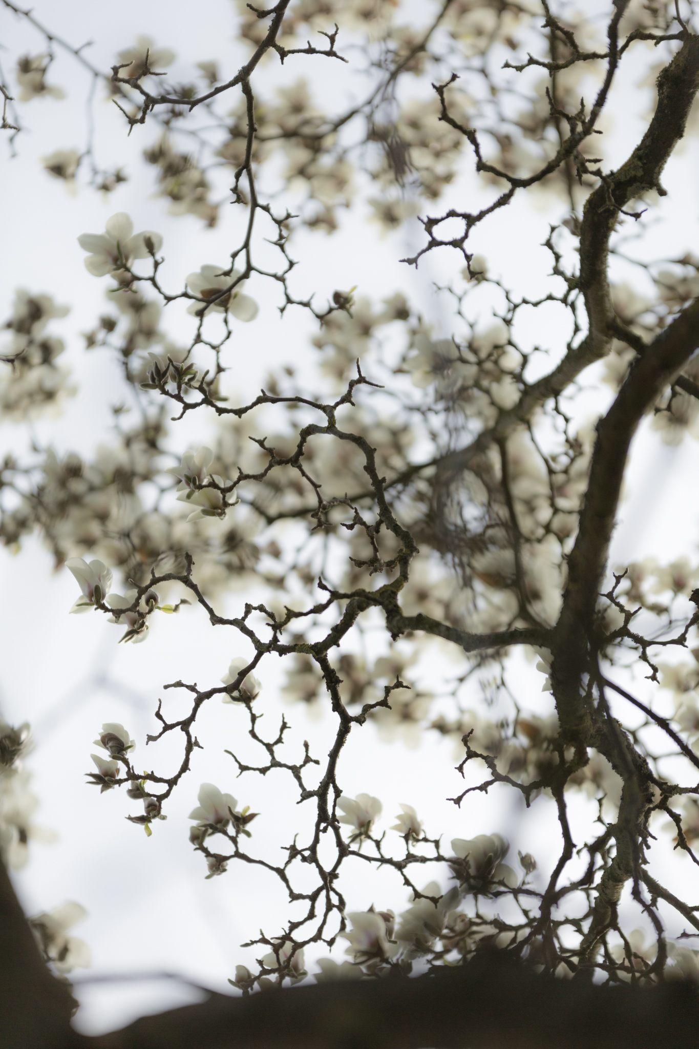 Photo: Lace and bath foam - Magnolia and cherries in bloom