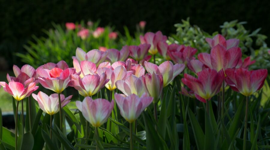 Tulipa fosteriana "Flaming Purissima"