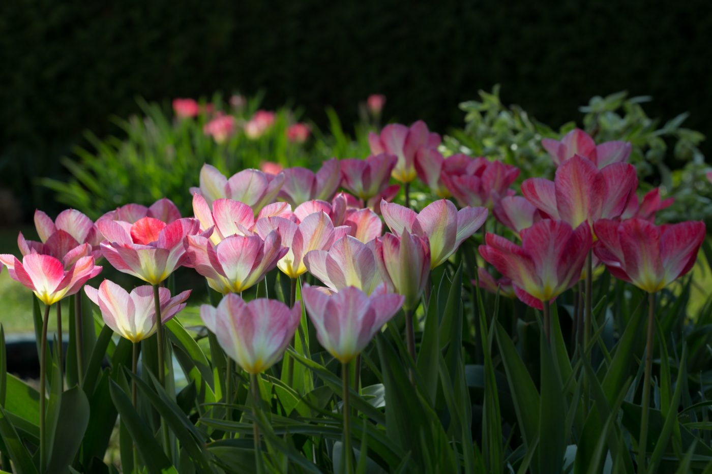 Tulipa fosteriana "Flaming Purissima"