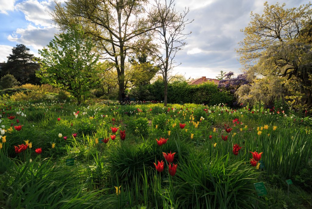 Hermannshof Weinheim - Lilienblütige Tulpen im Gegenlicht