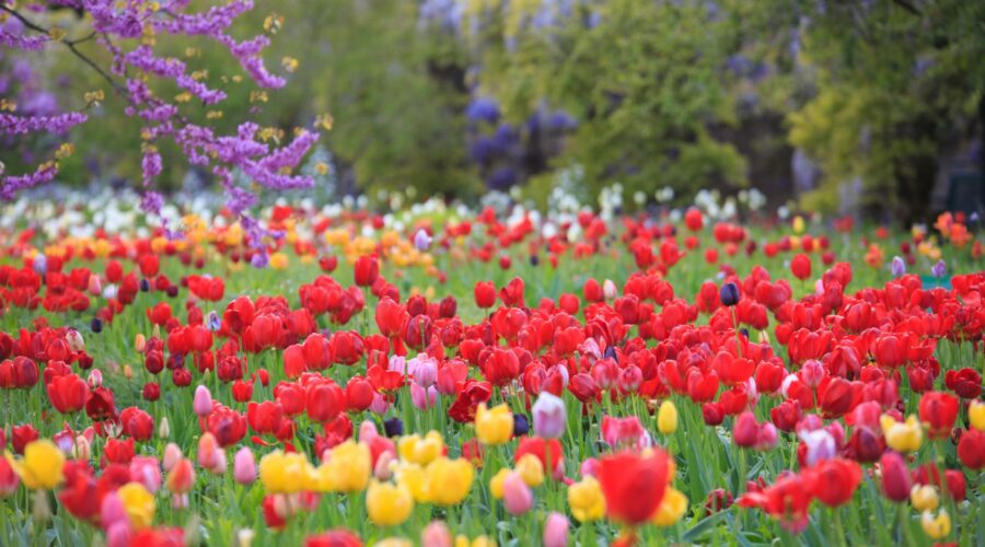 Photo: April at Hermannshof: Flood of tulips