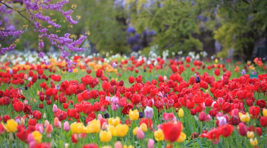 Hermannshof Weinheim - Tulpenflut im Hermannshof