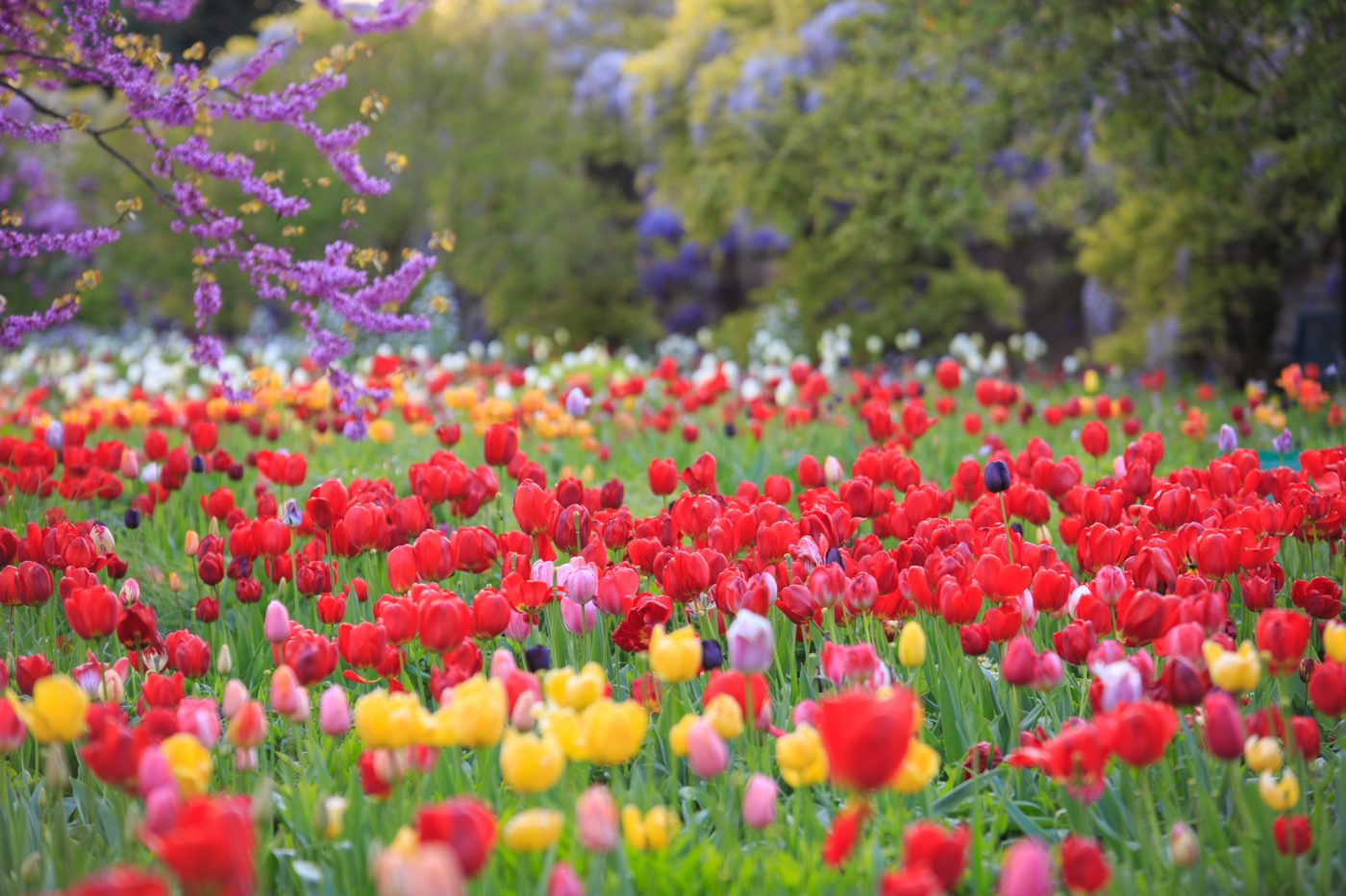 Hermannshof Weinheim - Tulpenflut im Hermannshof