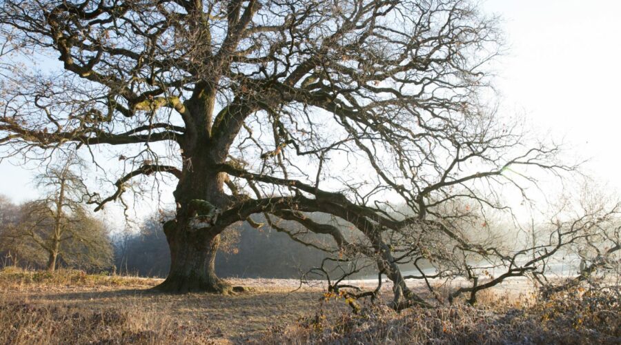 Sulzeiche im Winter, Eiche, Baum, Waldorfhäslach