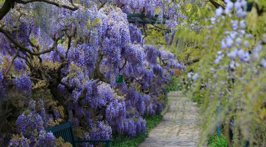 Hermannshof Weinheim - Wisteria-Gang im Hermannshof, Glyzinien