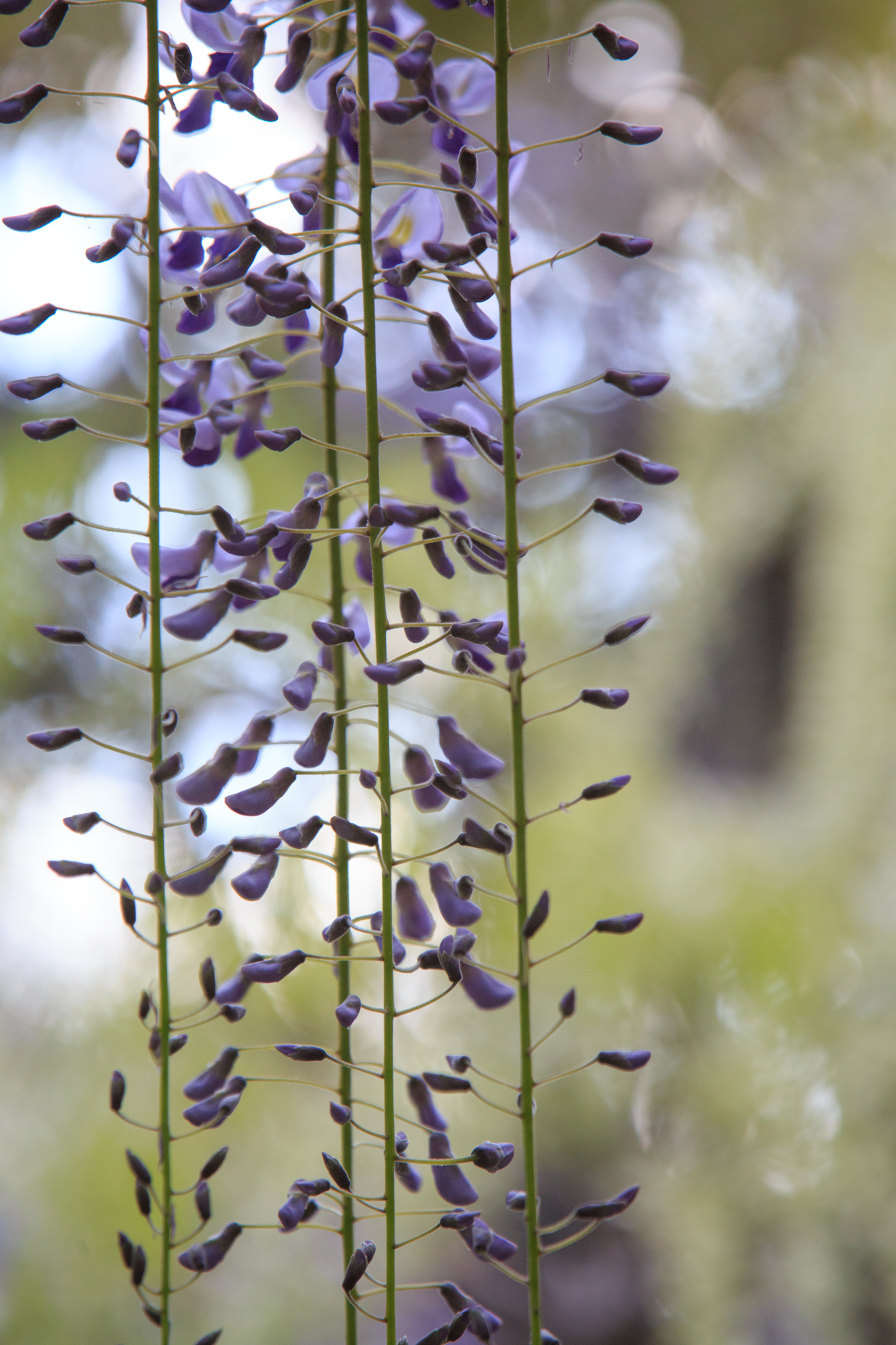 Bild: Blaue Wolke: Die wundervolle Wisteria Photo: Blaue Wolke: Die wundervolle Wisteria