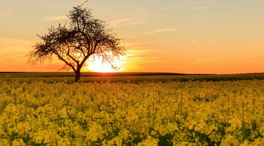 Rapsfeld im Sonnenuntergang