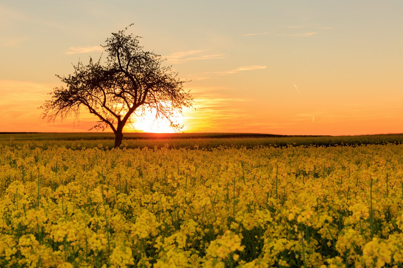 Rapsfeld im Sonnenuntergang