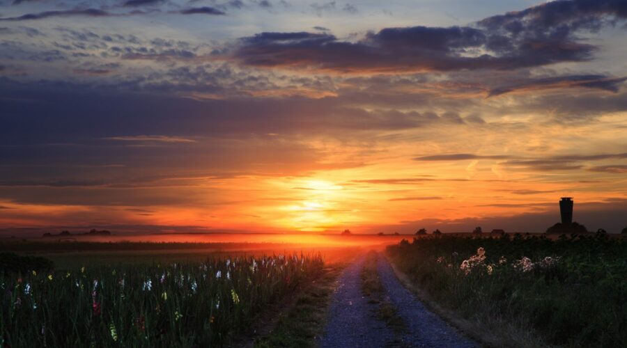 Sonnenuntergang in Altdorf auf dem Feld, Gladiolen