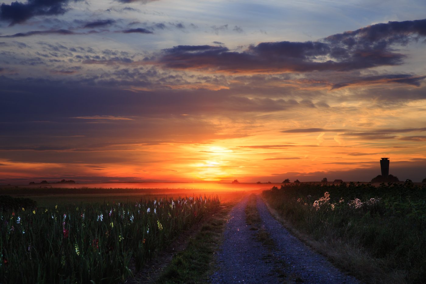 Sonnenuntergang in Altdorf auf dem Feld, Gladiolen