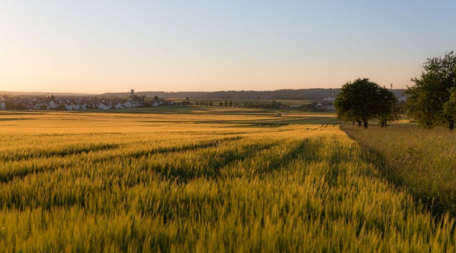 Photo: Summer in the fields