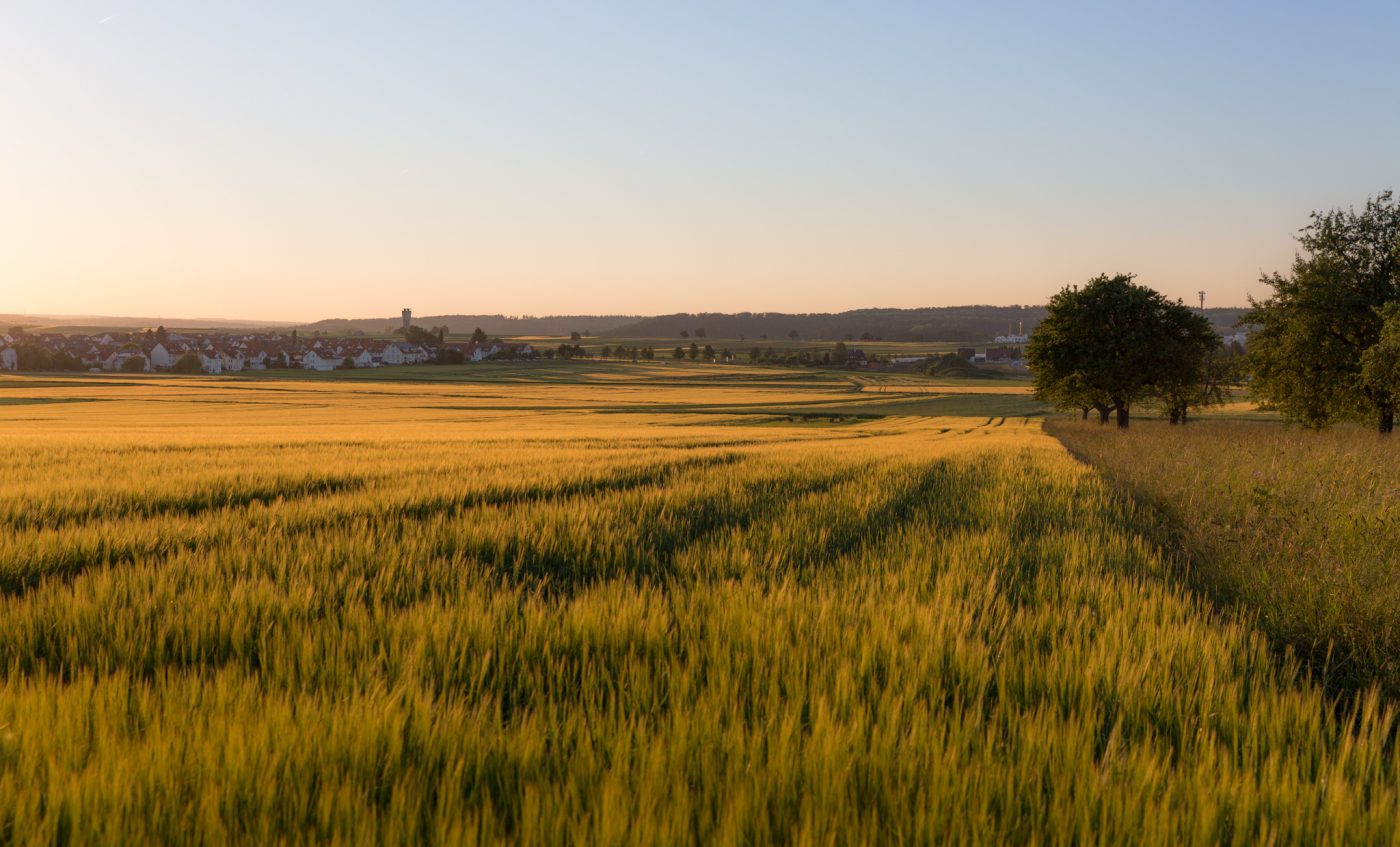 Blick nach Altdorf, Felder, Abendsonne