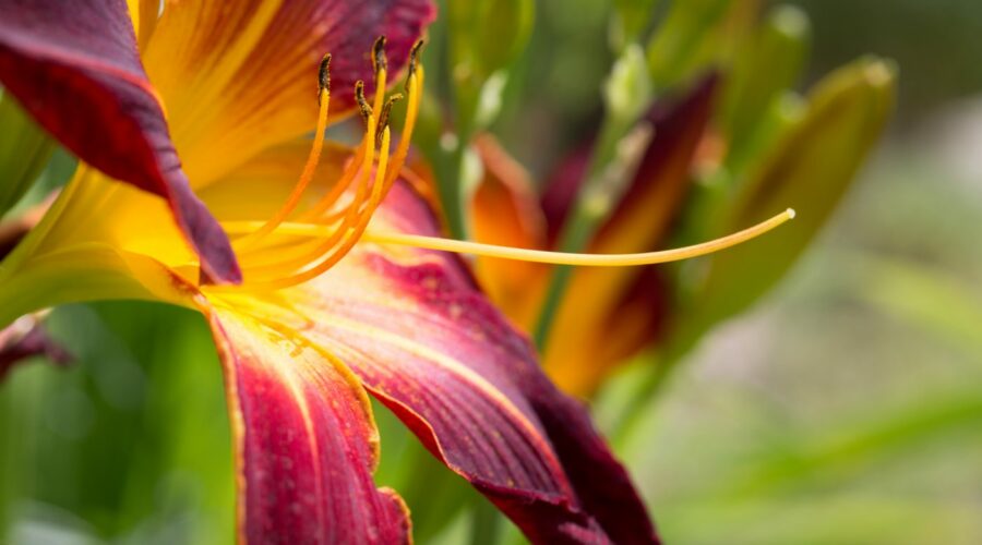 Hemerocallis "Ruby Spider"