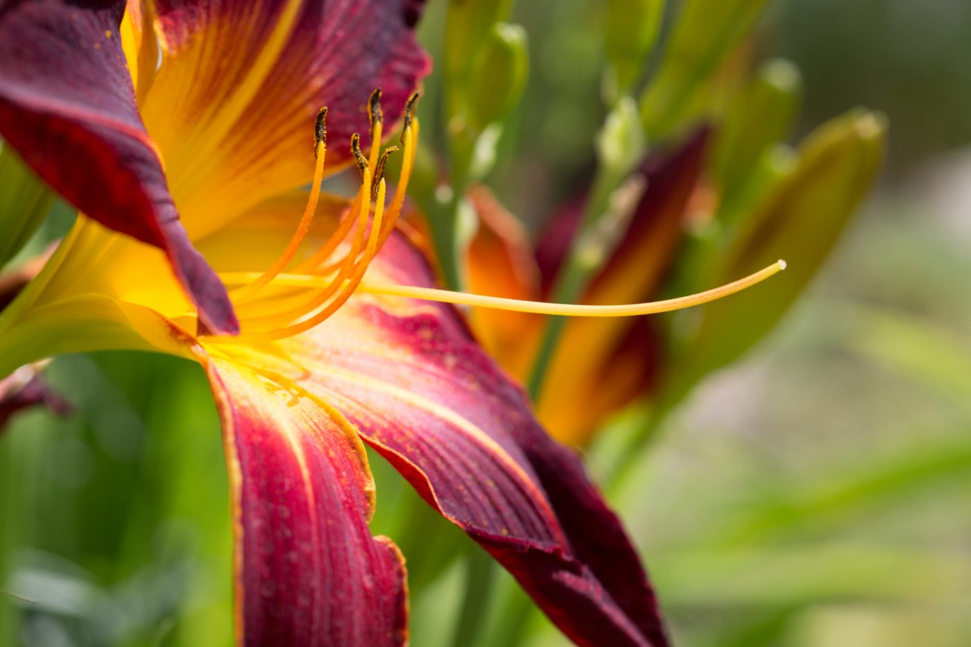 Hemerocallis "Ruby Spider"