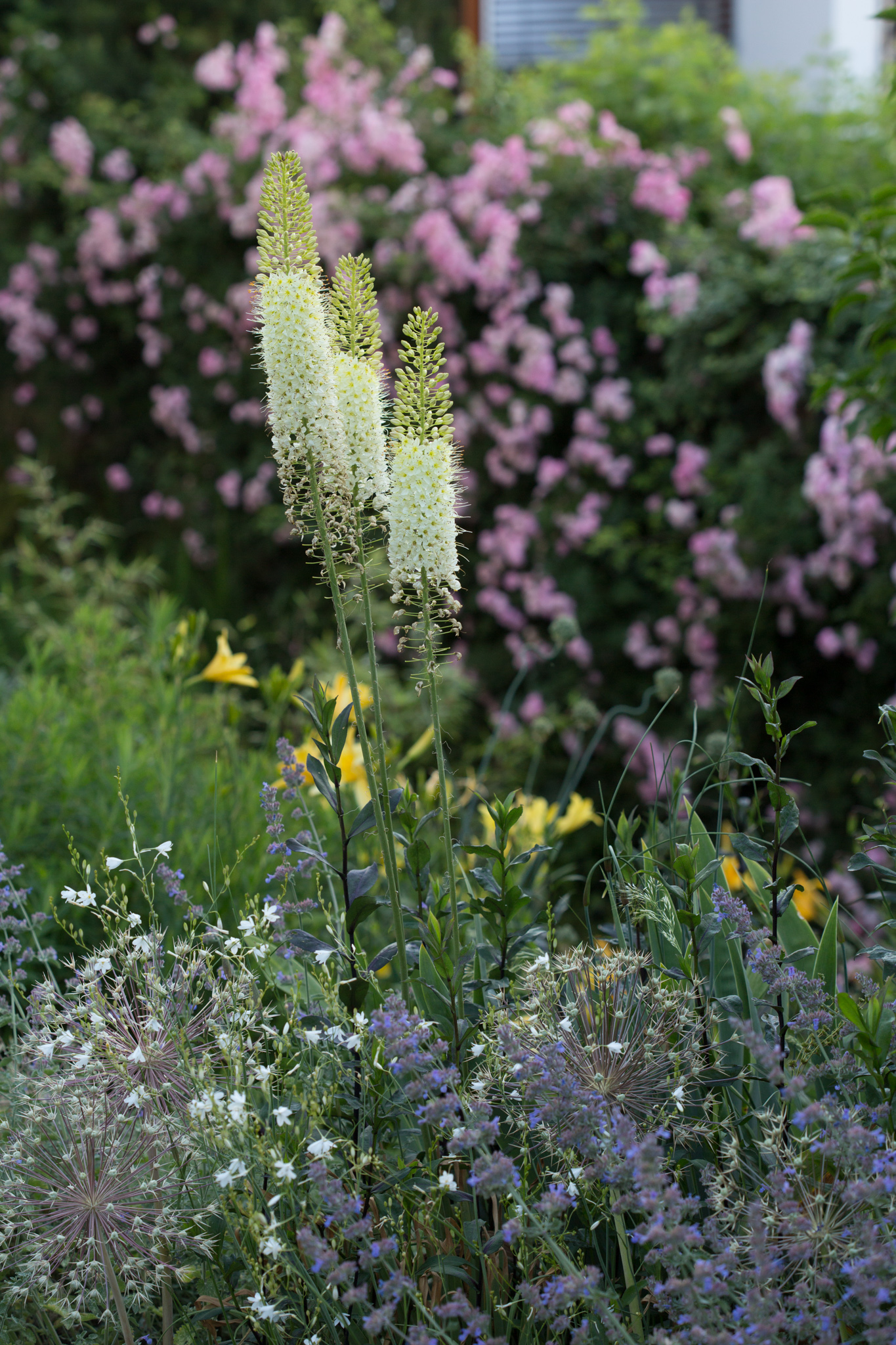 Bild: Alles anders! Trockenheit und Spätfröste als Gartengestalter Photo: Alles anders! Trockenheit und Spätfröste als Gartengestalter