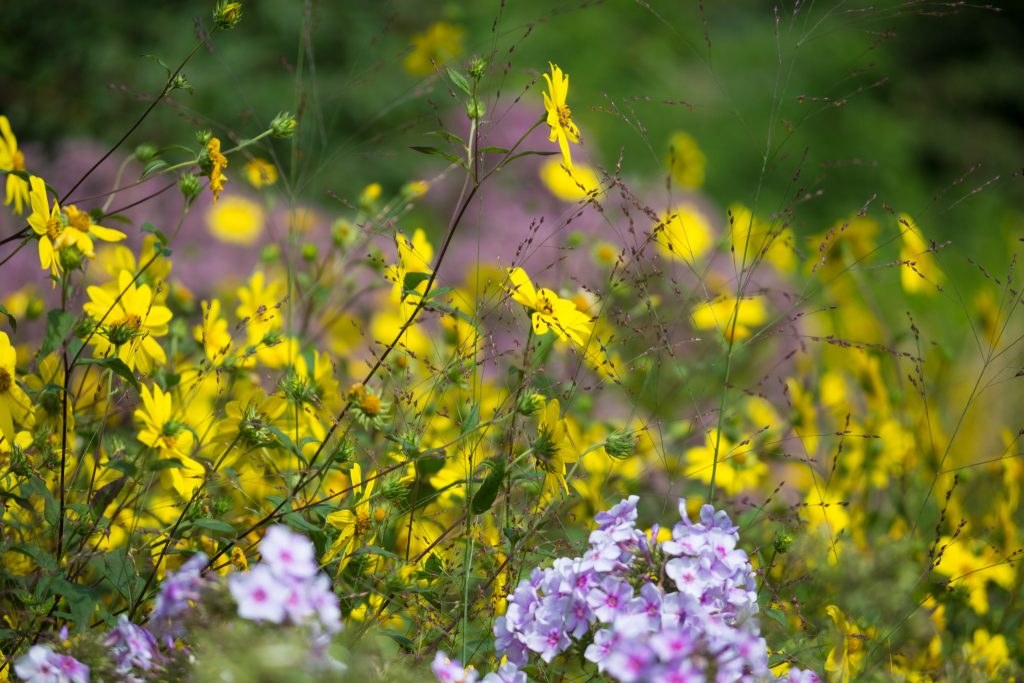 Photo: Der Hermannshof - das Gartenparadies