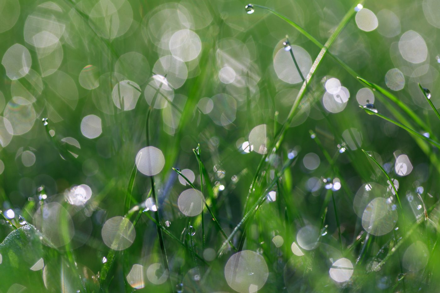 Photo: Dew in the lawn