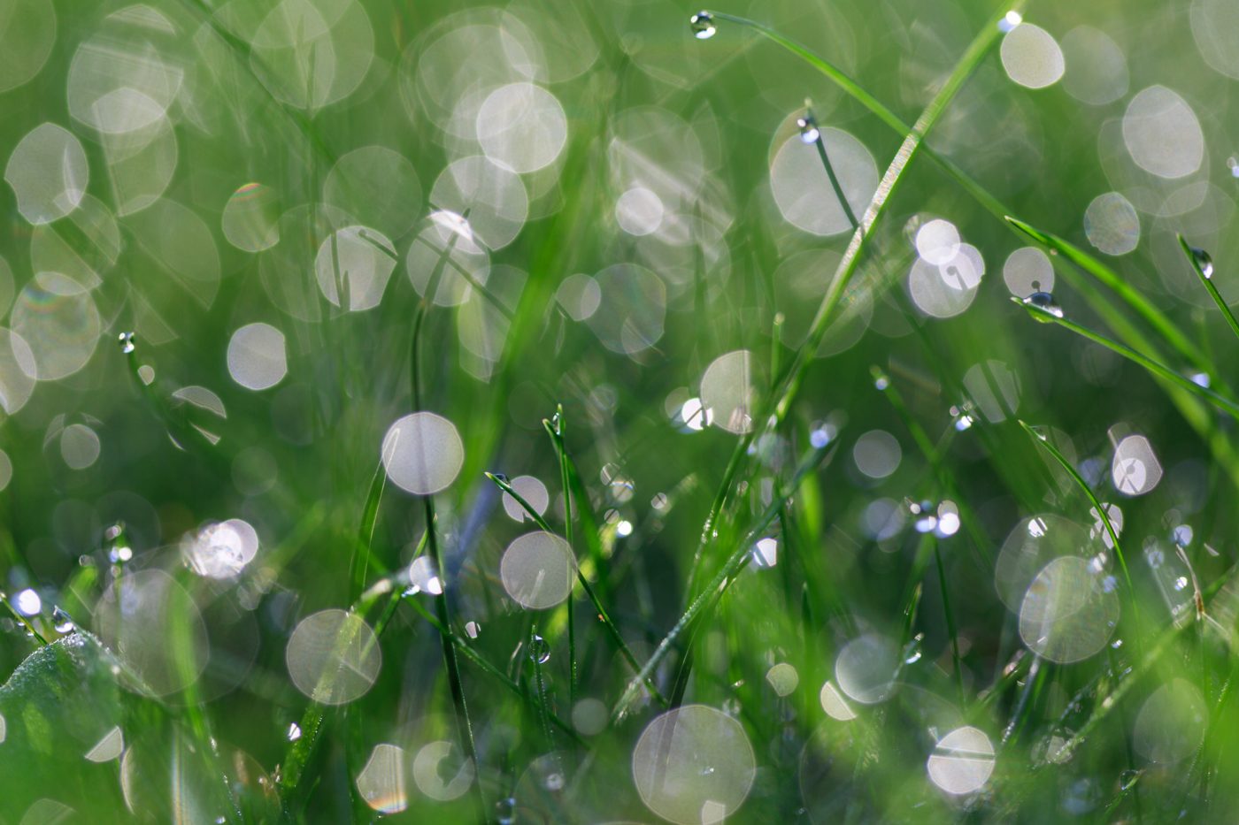 Bild: Dew in the lawn Photo: Dew in the lawn
