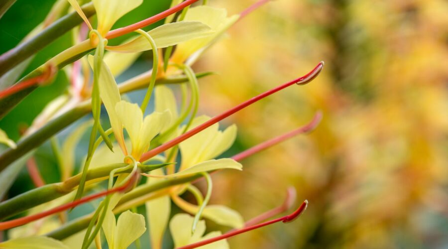 Botanischer Garten San Francisco, Hedychium gardnerianum (Kahili Ginger)