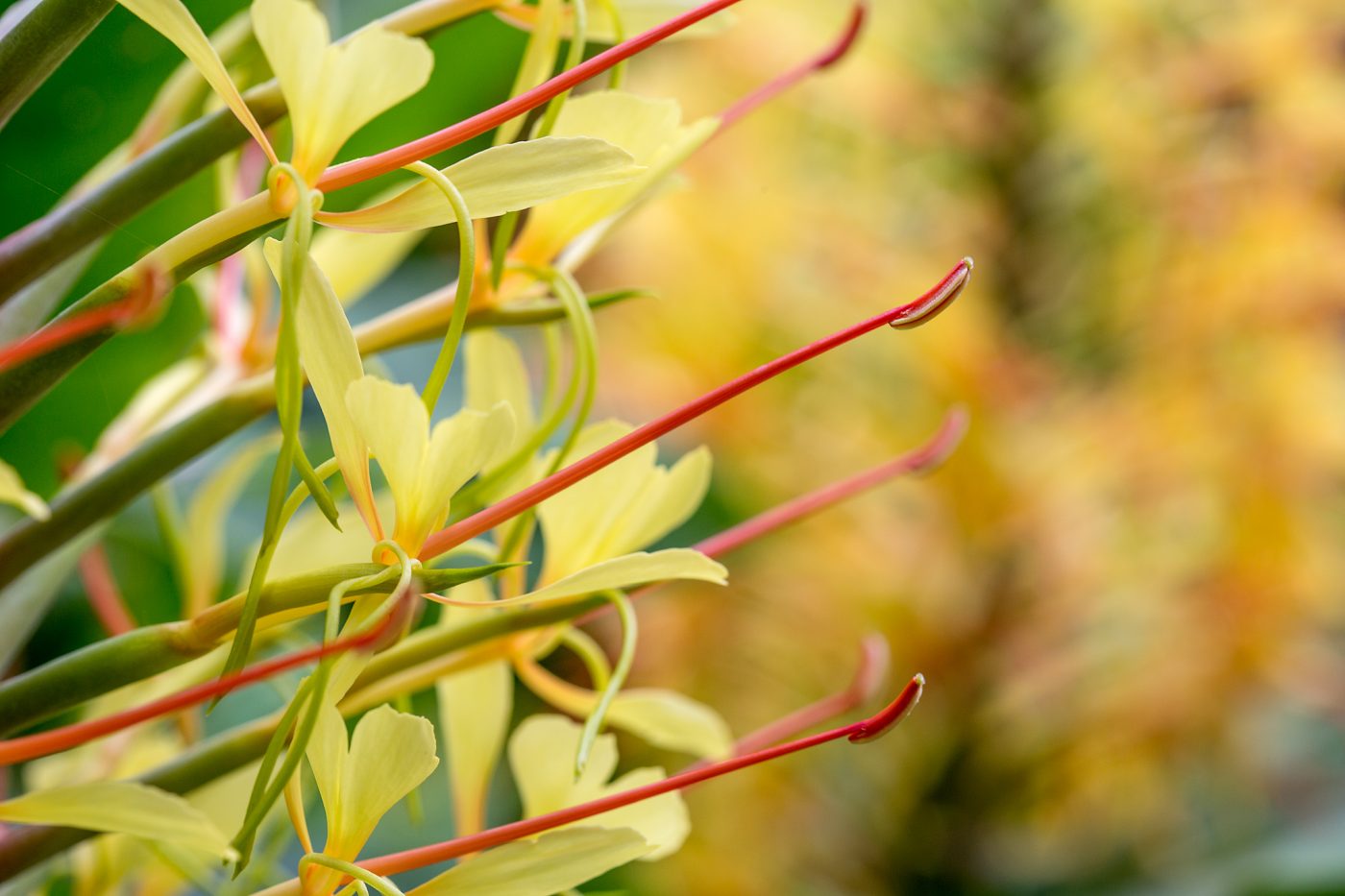 Botanischer Garten San Francisco, Hedychium gardnerianum (Kahili Ginger)